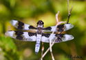 Libellula forensis